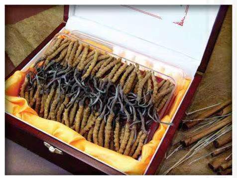 自流井冬虫夏草回收